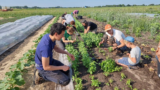 Herenboeren vroeg in de weer 24062023