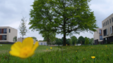 Het Bijvank bomen boom c Ernst Bergboer