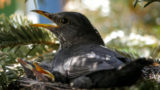 Vogel
