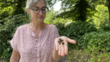 Leontine Uijthof met Aziatische Hoornaar Geelpoothoornaar 1 Twente