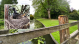 Volkspark klimwedstrijd en broedende vogels foto 1 Twente inzet Pixabay
