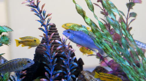AQUARIUM MST