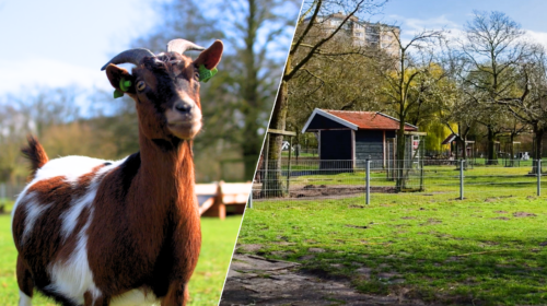 20260401 vijftig jaar jubileum kinderboerderij enschede noord
