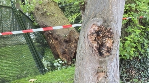 20260601 lansinkesweg boom IMG 3190 na incident afknappen boomtak