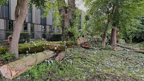 20260603 lansinkesweg boom IMG 3223 situatie na kappen