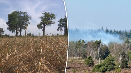 250325 natuurbranden OOST