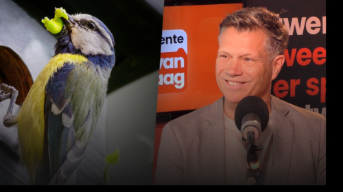 250610 hoekstra en pimpelmees