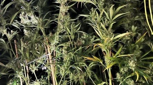 260826 Cannabisplantage jpg