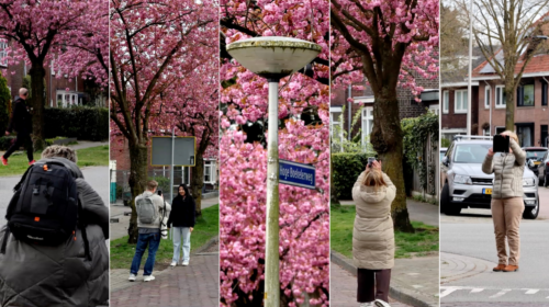 Bloesems Hoge Boekelerweg 2026 thumb beelden News United Dennis Bakker