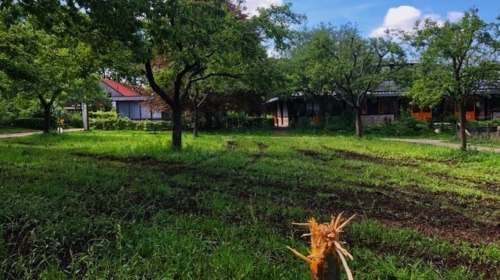 Boompje Hofte