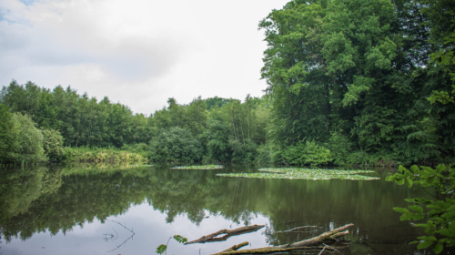 Bronvijver springendal