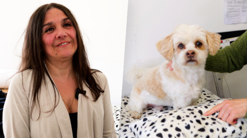 DEKBED VOOR HONDEN AFBEELDING