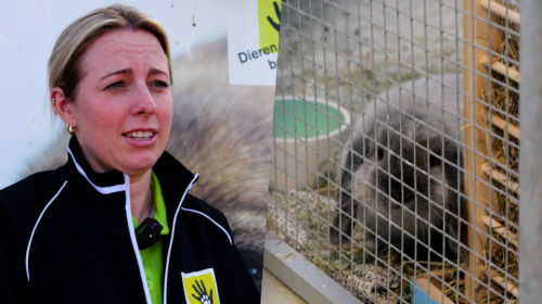 DIERENOPVANGCENTRUM NOORDBROEK ALMELO AFBEELDING