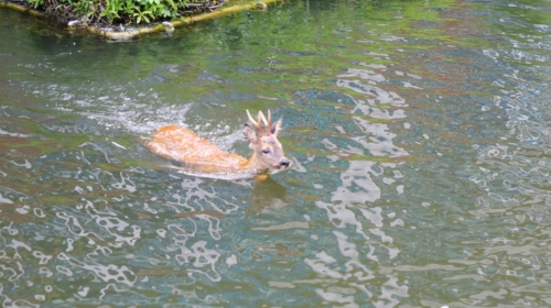 Hert in het water