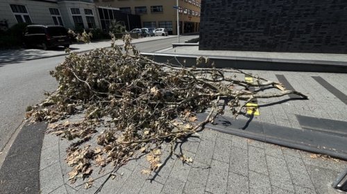 IMG 3672 stormschade tak beursstraat1