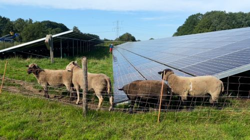 Schapen grazen op zonnepark