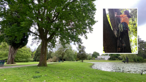 Volkspark NK Boomspecialisten 2026 aankondiging