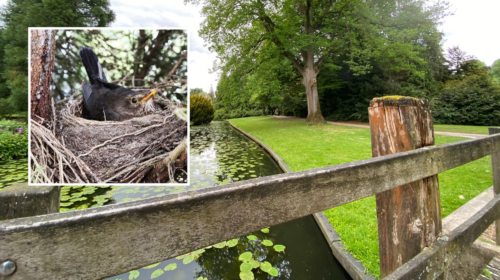 Volkspark klimwedstrijd en broedende vogels foto 1 Twente inzet Pixabay