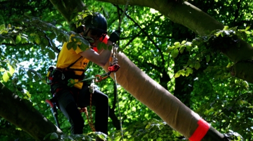 NK Boomspecialisten Volkspark