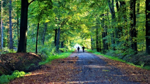 Bospad wandelen