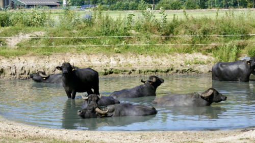 Buffalo farm