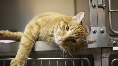 Dierenarts kat dier poes