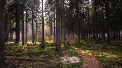 Bos stockfoto