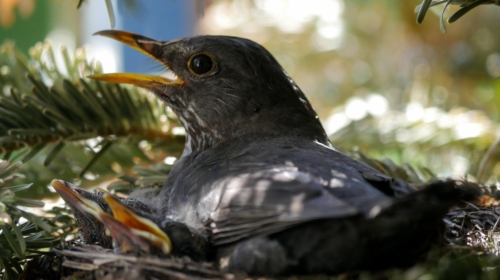 Vogel