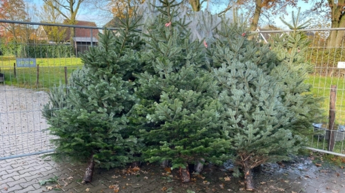 Kerstbomen bosduvelkes