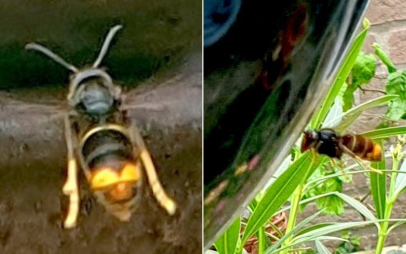 2024 Aziatische hoornaar in Enschedese Zuiderstraat lichter eigen foto
