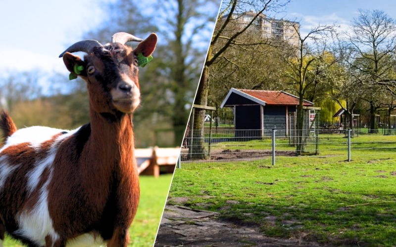 20260401 vijftig jaar jubileum kinderboerderij enschede noord