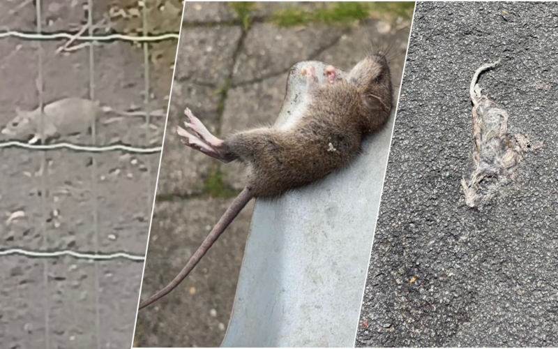 250514 ratten hengelo