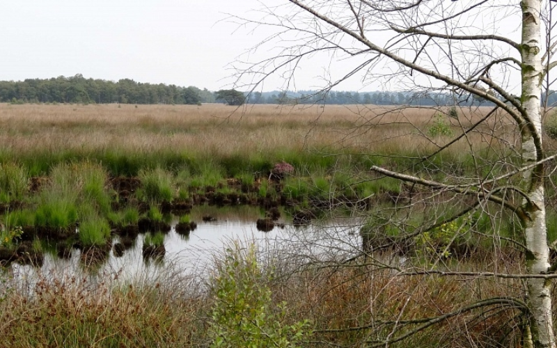 Wierdense veld