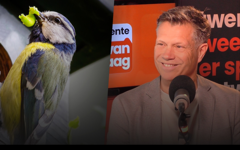 250610 hoekstra en pimpelmees
