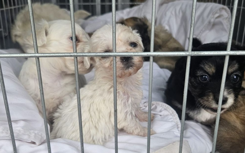 Pups Almelo