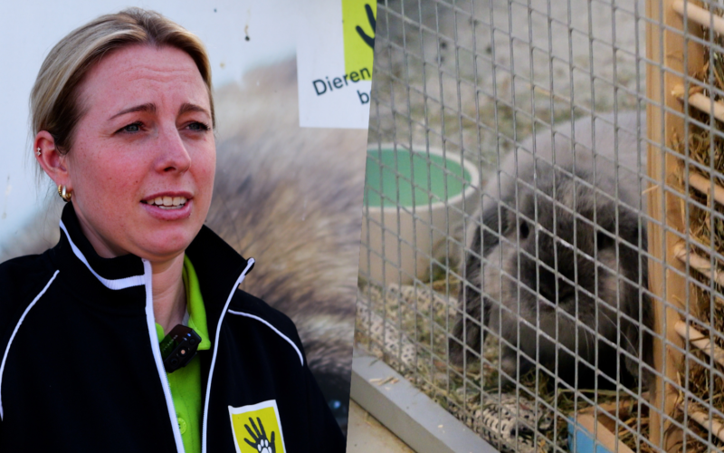 DIERENOPVANGCENTRUM NOORDBROEK ALMELO AFBEELDING