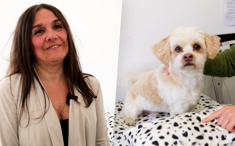 DEKBED VOOR HONDEN AFBEELDING