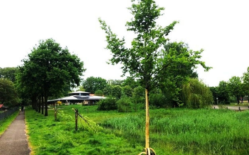 Bomen geknakt 2