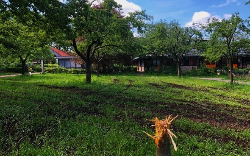 Boompje Hofte