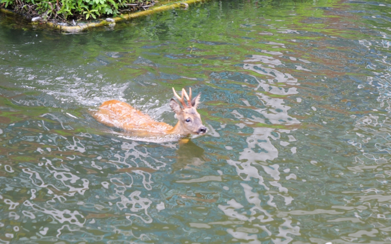 Hert in het water