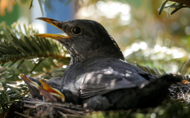 Vogel