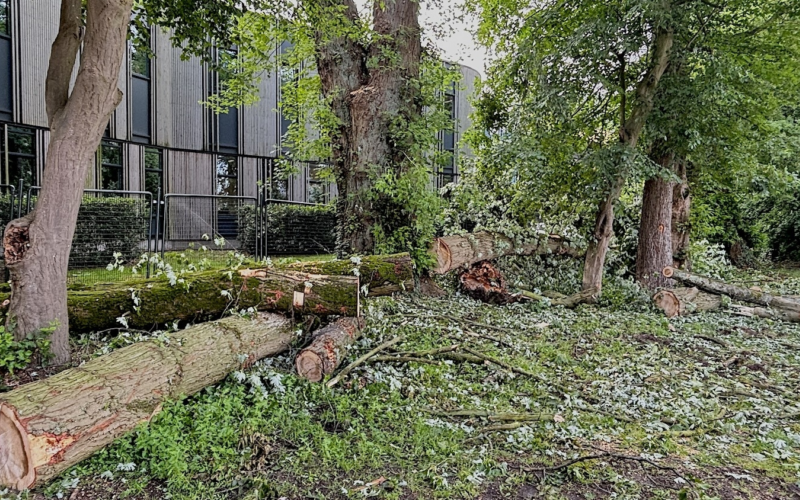 20260603 lansinkesweg boom IMG 3223 situatie na kappen