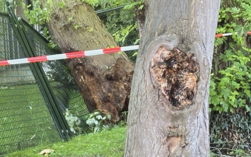 20260601 lansinkesweg boom IMG 3190 na incident afknappen boomtak