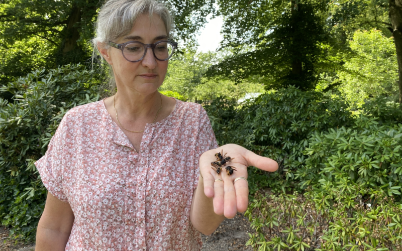 Leontine Uijthof met Aziatische Hoornaar Geelpoothoornaar 1 Twente