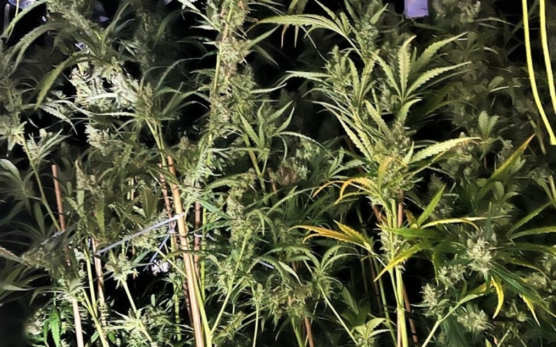 260826 Cannabisplantage jpg
