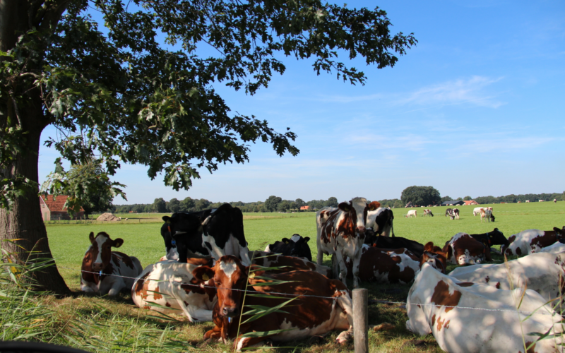 Volthe Gemeente Dinkelland Koeien