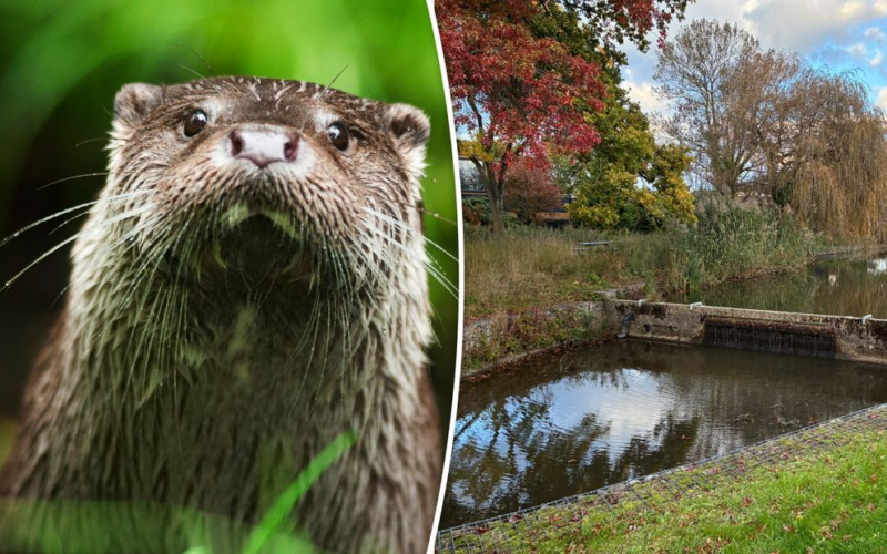 Otters foto O Ost