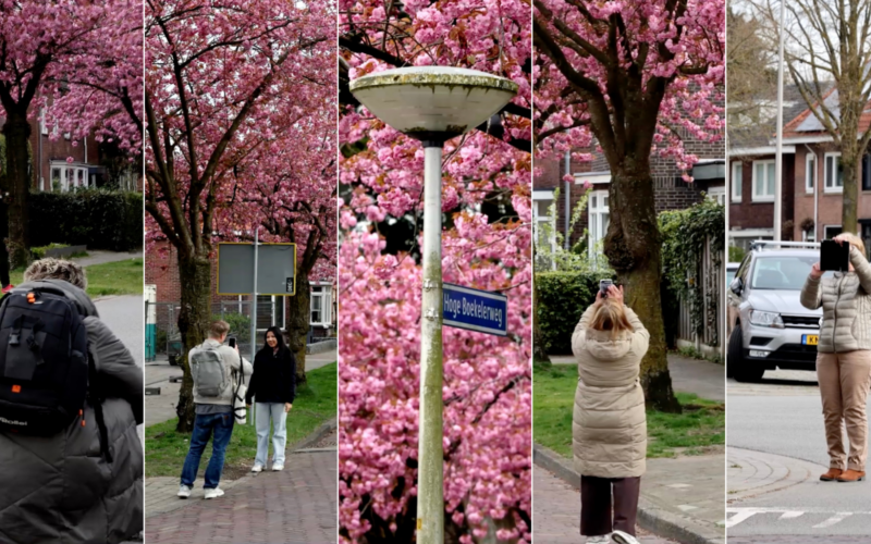 Bloesems Hoge Boekelerweg 2026 thumb beelden News United Dennis Bakker