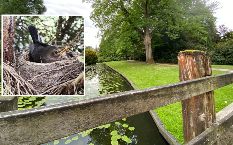 Volkspark klimwedstrijd en broedende vogels foto 1 Twente inzet Pixabay