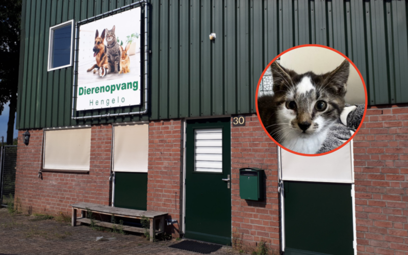 Kittenkijkavond